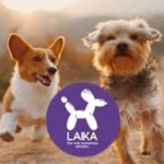 Novedades en Cuidado Integral de Mascotas: La E-commerce de Bienestar Animal en Cúspide México